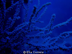 Soft Coral! by Elia Correia 